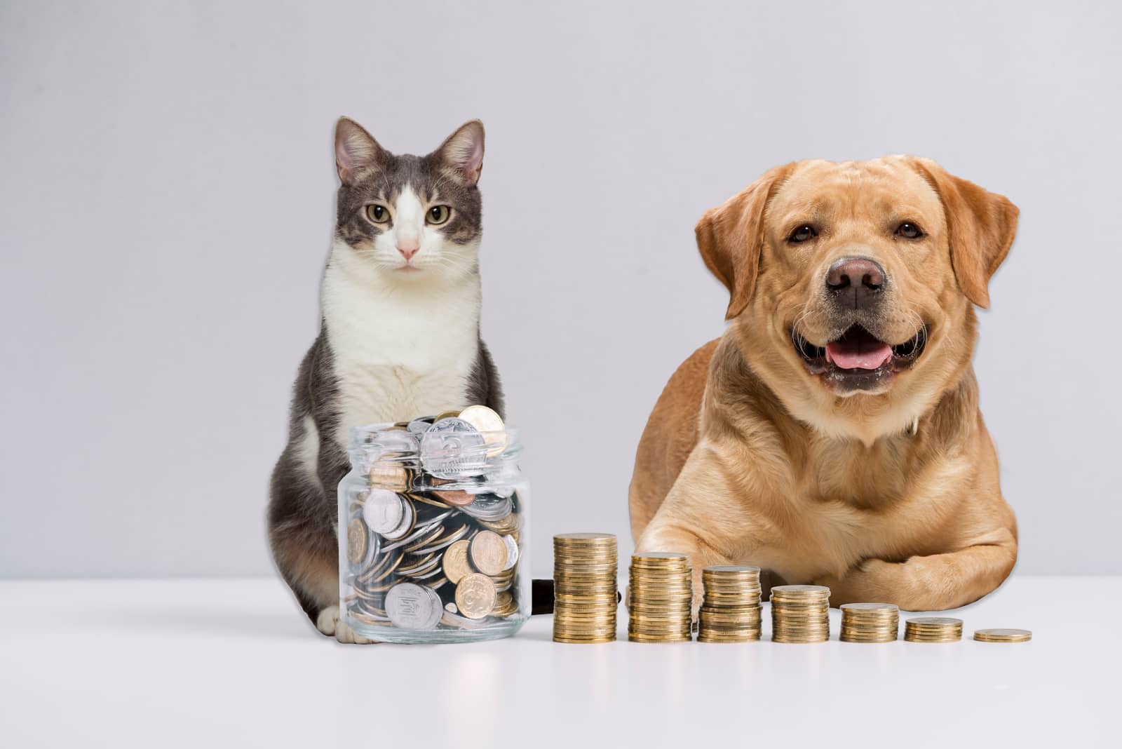 mutuelle animaux